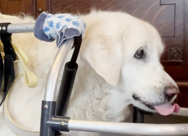 16歳の英国ゴールデンレトリバー突然動けなくなってしまった 犬用のクルマ椅子 歩行器 をレンタルすることに 往診 ベル動物病院 東京都 神奈川県 名古屋市内で対応可能